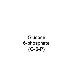 Glucose 6-phosphate (G-6-P)